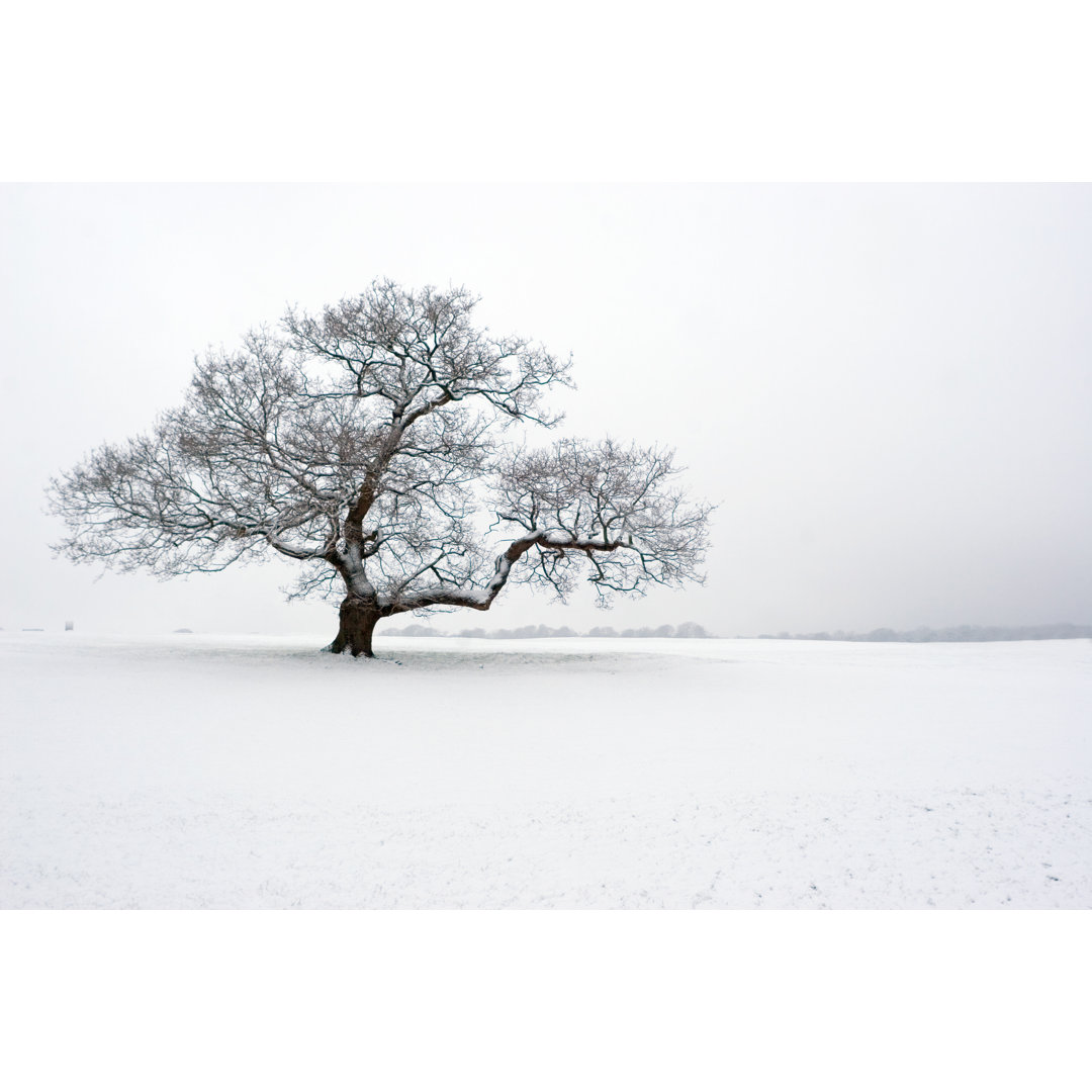 Wintereiche im Schnee von Vandervelden - Drucken