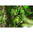 11.8'' Faux Succulent Plant in Wood Planter