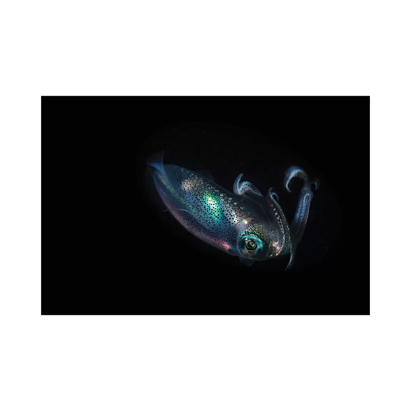 A Reef Squid Hovers Above The Sandy Bottom Of The Ocean II by Brook Peterson - Wrapped Canvas Print, 20.32 cm H x 30.48 cm W