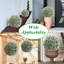 Plant-2090936248-2090936255