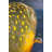 Golden Trout Fish Print On Canvas-98494492