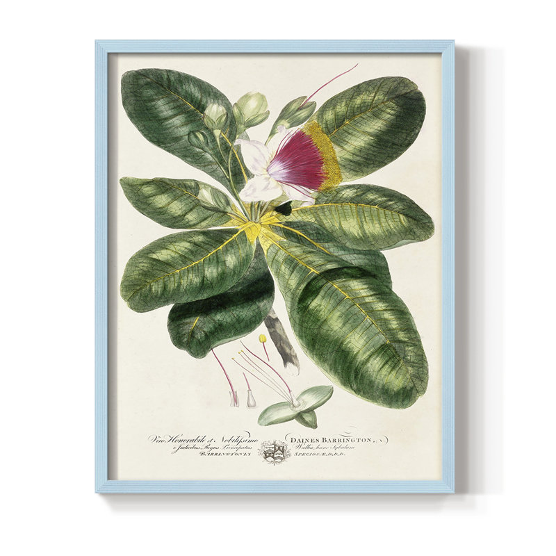 «Imperial Tropical Botanical I», reproduction encadrée - bois massif, Bleu, H 10 po x l 8 po