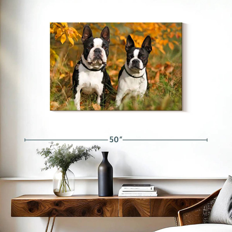 Crowle Boston Terrier Couple