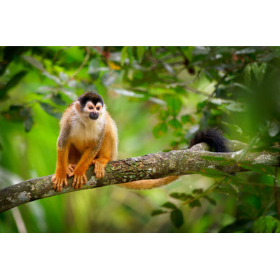 «Matvej Central American Squirrel Monkey» par Phototrip