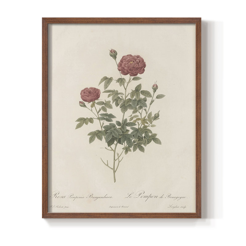 Impression florale vintage encadrée CLX III - bois massif, Noyer, H 30 po x l 24 po