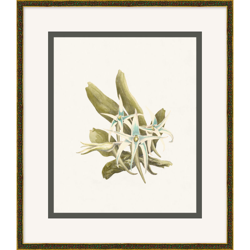 Wild Orchid 5