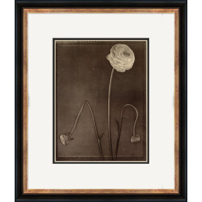Sepia Flowers 24 Giclee Print by Soicher Marin Archives