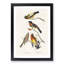 Grosbeak Birds by John Audubon - Picture Frame Painting Print-55608933-55608931