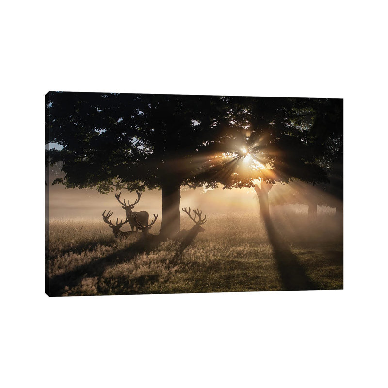 Summertime Dawn Under Chestnut by Max Ellis - Wrapped Canvas Print