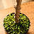 Albee Artificial Olive Tree in Pot with Realistic Leaves and Natural Trunk-1826220887