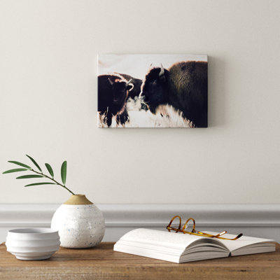 Photographie buffalo