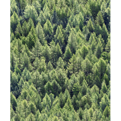 Rouleau de papier peint Wood Pine