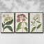 Ensemble de 3 pièces encadrées sur toile Antique Botanical Collection VI-97760387-97760383