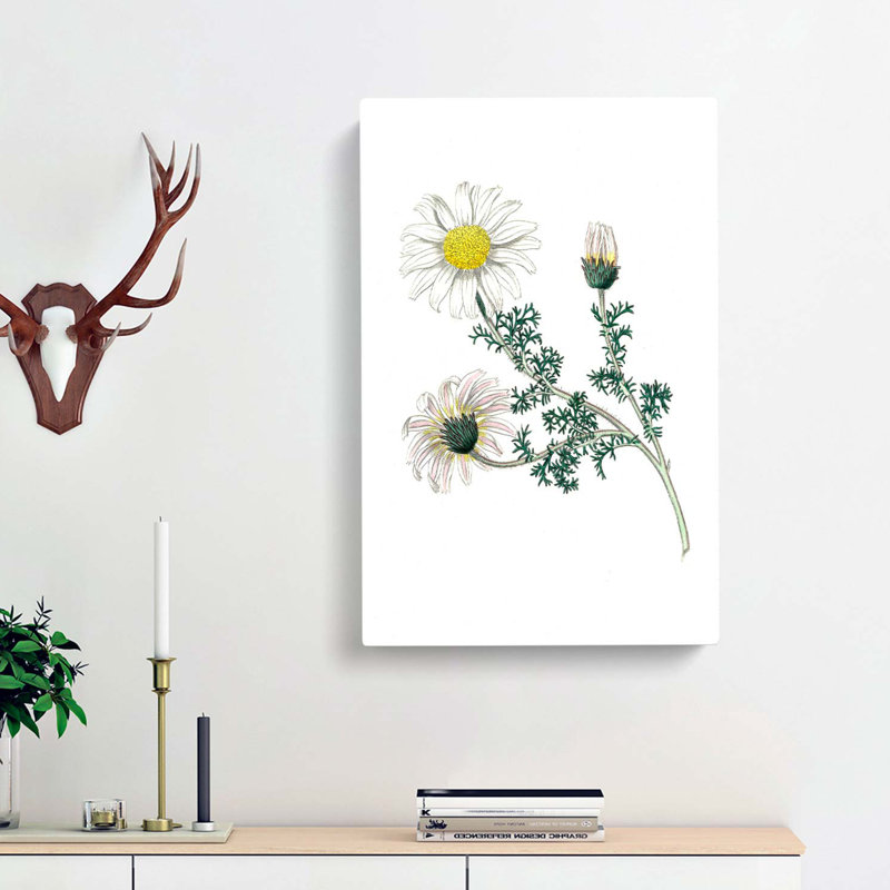 Mount Atlas Daisy Illustration - Wrapped Canvas, 76cm H x 50cm W x 3cm D