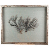 Sealife Print