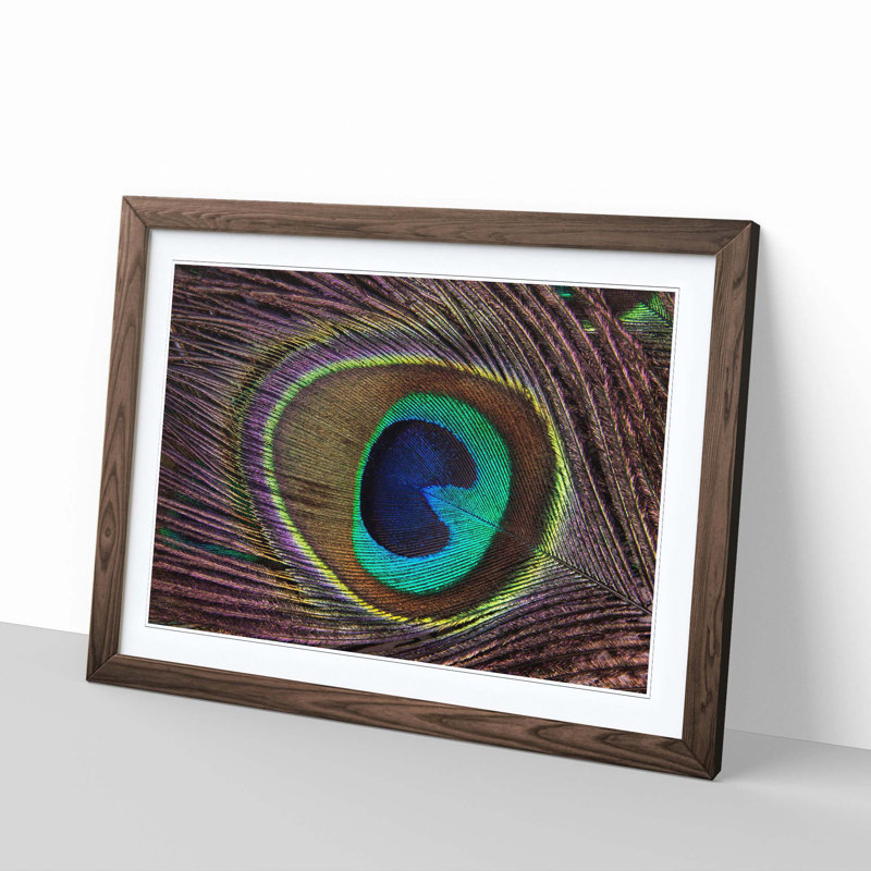 Peacock Feather Framed Photographic - Framed Print, Walnut