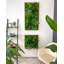 106cm Plant-1867390958