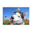 Drôle de Husky de Sibérie-136289637