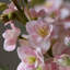 Vases de table en céramique White Bud