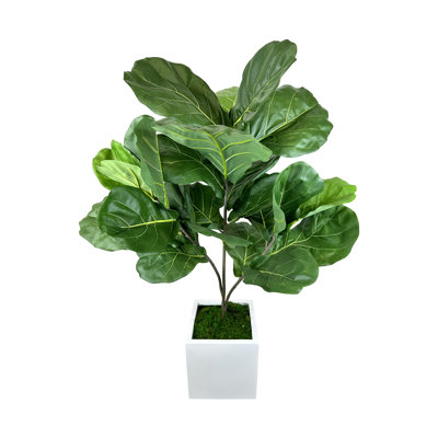 Roemer Fiddle Leaf Fig Tree