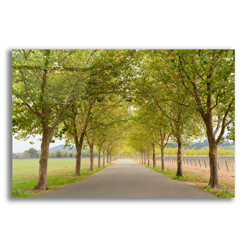 «Alexander Valley Trees» par Richard Wong, art mural en verre acrylique, H 24 po x l 36 po x P 0,2 po