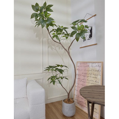 Plante d'intérieur en pot vert clair