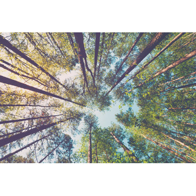 «Up at the Sky in a Forest» - Photographie sur toile tendue
