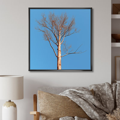 " Blue Timbers Trace Photo "