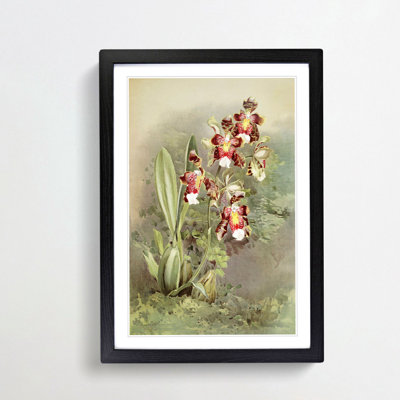 Magnolia Flowers Illustration Tab. 49 by Frederick Sander - Picture Frame Painting Print