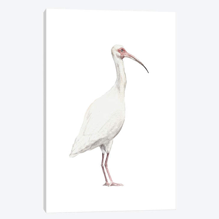 " Ibis ", 26" H x 18" W x 1.5" D, Wrapped Canvas, No Mat