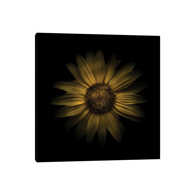 Yellow Daisy I by Brian Carson - Wrapped Canvas Print, 30.48 cm H x 30.48 cm W