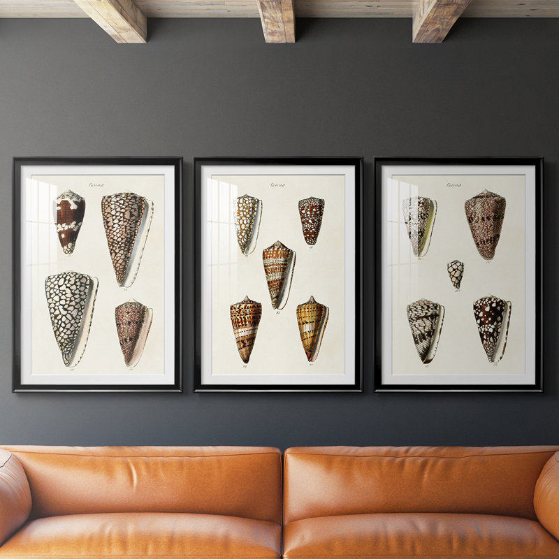 Cone Shell Collection I - Impression sur mesure encadrée de qualité supérieure - 3 pièces, H 19 po x l 27 po