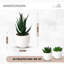 14 cm H Faux Bonsai Succulent Plant