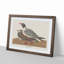 Black-Headed Gull by John James Audubon - Picture Frame Art Print-55512606-55512611