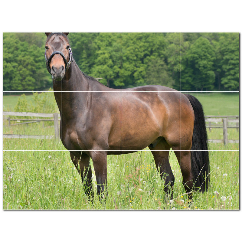 Photo de cheval 6 x 6