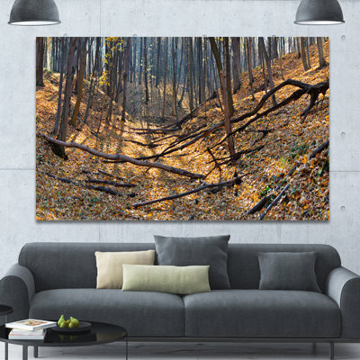 " Thick Autumn Forest Panorama "