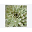 «Succulent VI», impression sur toile-28627796-72452073-72452078