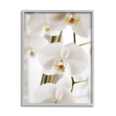 " Elegant White Orchid Petals " Color Photography Print
