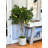 Lemon Tree in Fiberstone Pot