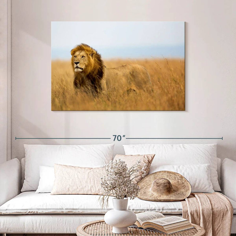 Lion chassant en safari, H 30 po x l 45 po