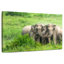 Brampt Asian Elephant Huddle