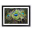 Peacock Feathers - Picture Frame Graphic Art Print-56704658-56704664