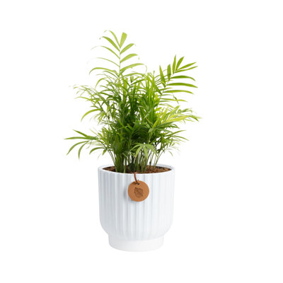 Parlor Palm Tree in Ceramic Planter