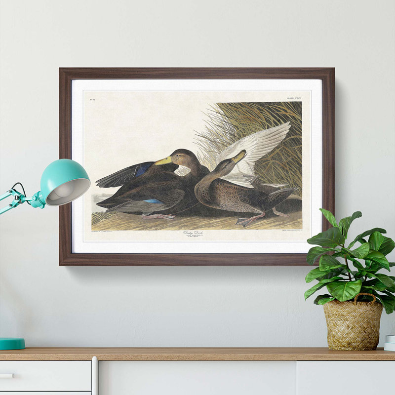 Dusky Duck by John James Audubon - Framed Print, 36cm H x 48cm W x 2cm D, Walnut Framed