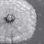 «Dandelion Puff Ball», impression botanique encadrée romantique-1161538283-1161538286