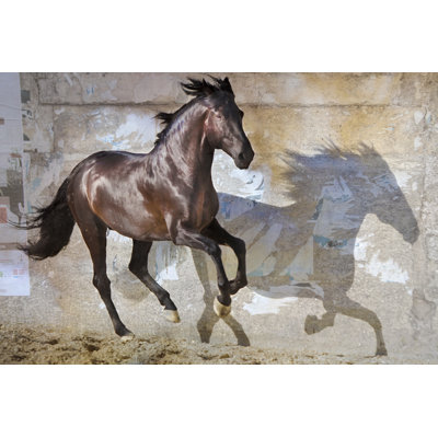 Shadow by Susan Friedman - Wrapped Canvas Print
