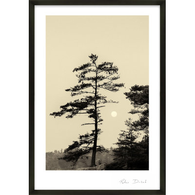 Photographie de jardin