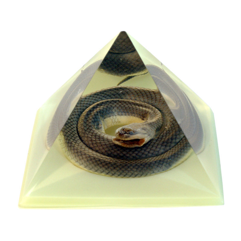Couleur de serpent de pruneda en noir pyramidale