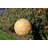 Stella Sunflower Print 12" Globe Solar Lantern - Persimmon-108587240