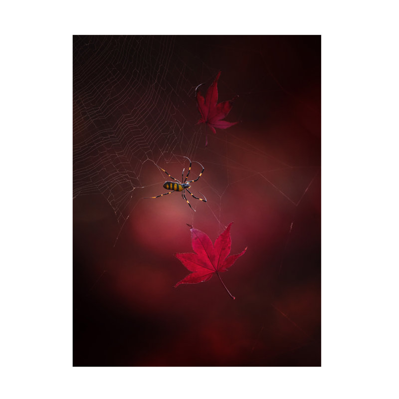 Art sur toile rouge, H 14 po x l 19 po